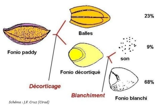 Diagramme de transformation du fonio (© J.F. Cruz - Cirad)